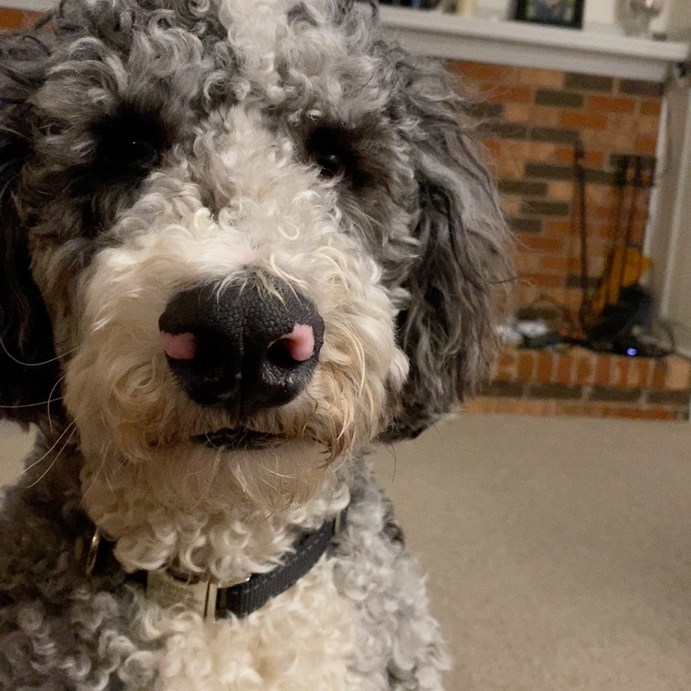 Meet your Posher, Josephine